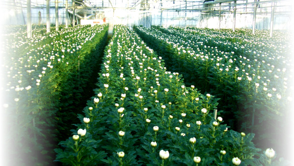 マーコの菊