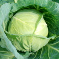 その他の野菜